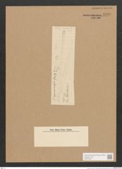 Synedra sp. (de-Toni-Nr.: Genus 66) Zeichnungen Sammlung Grunow Nr. 5440 (NHMW-BOT-W0373541)
